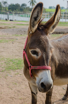 portrait of a donkey.