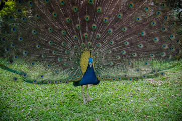 Obraz premium beautiful peacock with feathers out