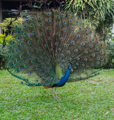 beautiful peacock with feathers out