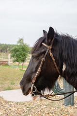 gipsy vanner horse