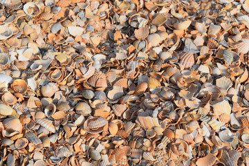 Background from cockleshells and sand