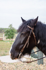 Obraz premium horse mouth and nose