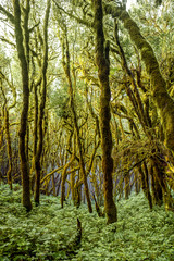 Beautiful evergreen forest in Garajonay national park on La Gomera island in Spain
