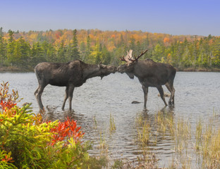 Moose Smooch - A cow and bull moose touch noses in a show of affection during the fall mating season.