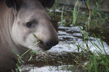 Naklejka premium Tapir