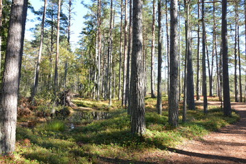 Fototapeta premium Moorlandschaft