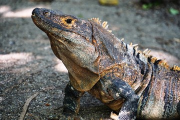 Iguana in the shade in Costa Rica