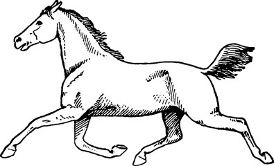 Vintage drawing horse - 103872109