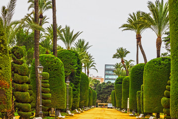 Fototapeta na wymiar green park, Cadiz, Spain. Genovese garden