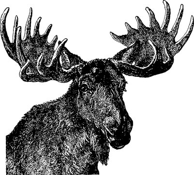 Vintage image moose