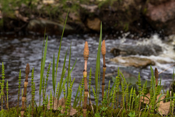 Some horsetails and grass adorn the foreground with a creek splashing in the background.