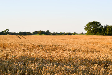 A field of wheat, the harvest picking
