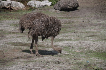 Struś © sorensen15