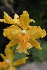 Fototapeta premium orchid