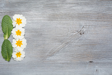 Wiosenne kwiaty pierwiosnki na desce © mukiart