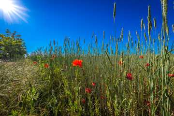 Kornfeld mit Mohnblumen