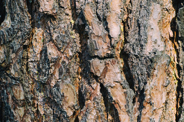 Textured background from a pine old bark