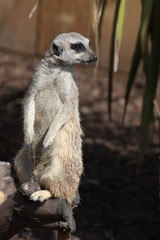 Surykatka © sorensen15