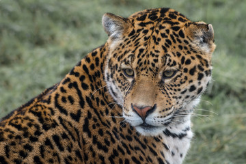 Close up three quarter portrait photograph of a Jaguar big cat staring slightly down to the left