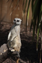 Surykatka © sorensen15