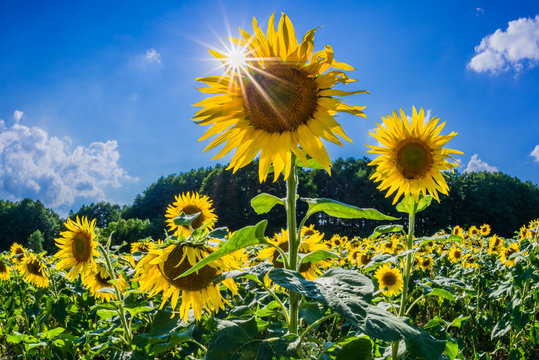 Sonnenblumen auf einem Feld bei Biesenthal
