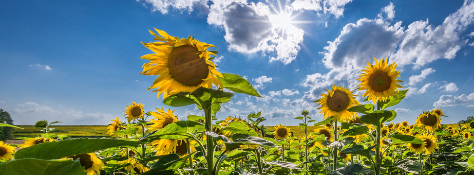Sonnenblumen auf einem Feld bei Biesenthal