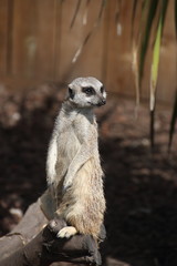 Surykatka © sorensen15