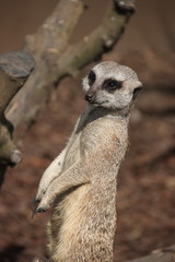 Surykatka © sorensen15