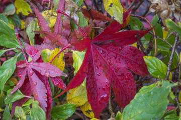 Autumn leaves Japanese Maple on forest floor