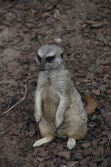 Surykatka © sorensen15