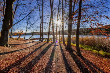 Fototapeta premium Die tief stehende Sonne wirft lange Schatten durch den Wald