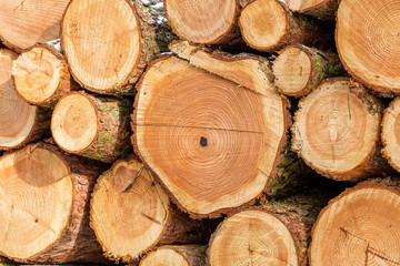 Naklejka premium holzstapel im wald