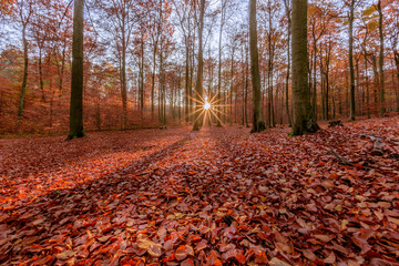 Herbstlicher Buchenwald im Barnim Bernau Brandenburg