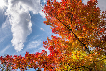 Fototapeta na wymiar Brilliant red maple tree in peak colors interposed with a cloud in the sky.