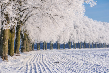 Baumallee mit bereiften Bäumen an einem frostigen Wintertag 