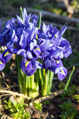 Wiosenne irysy rosnące na łące - płytka głębia ostrości © czarny_bez