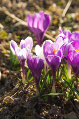 spring crocus flowers - shallow depth of field