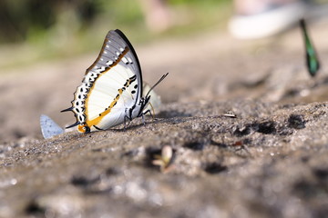 Butterfly OLYMPUS DIGITAL CAMERA