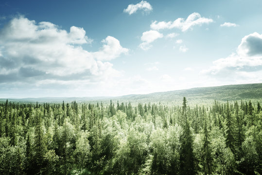 forest in sunny day © Iakov Kalinin