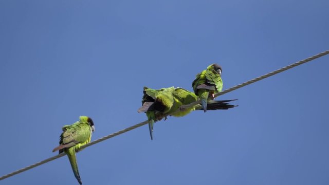 The nanday parakeet Aratinga nenday also known as the black-hooded parakeet or nanday conure perched on an electric wire. Wild birds of Florida.