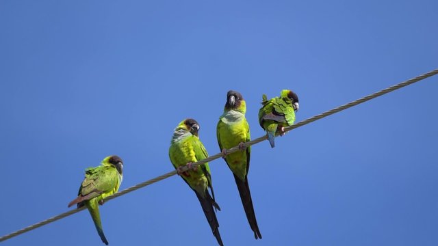 The nanday parakeet Aratinga nenday also known as the black-hooded parakeet or nanday conure perched on an electric wire. Wild birds of Florida.