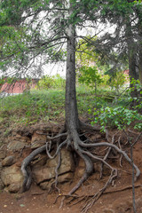 Northern tree rooted in the rocks. Strong roots of the trees. Karelian trees. Strong root system of the pine tree. 