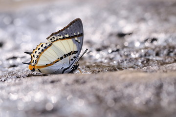 Obraz na płótnie Canvas Butterfly OLYMPUS DIGITAL CAMERA