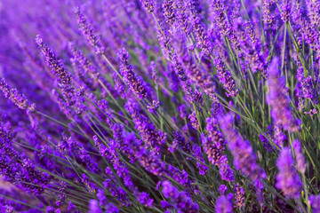 Beautiful fragrant lavender fields