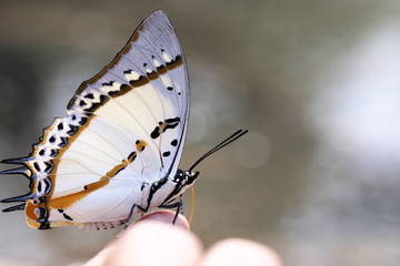 Butterfly OLYMPUS DIGITAL CAMERA