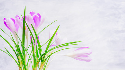 Fresh crocuses flowers on light background, side view. Spring nature background