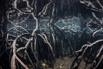 Fototapeta premium Mangrove Roots Underwater