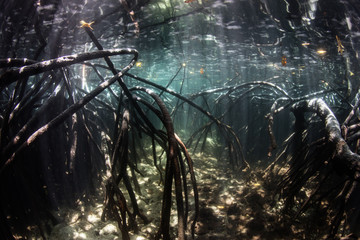 Mangrove and Sunlight