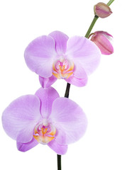 Fototapeta na wymiar Orchid phalaenopsis pink isolated