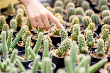 Kid hand touching cactus